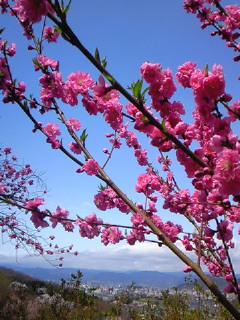 お久しぶりです。。桜 (*^v^*)その1