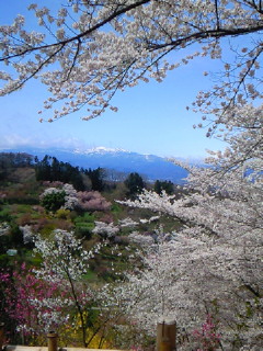 お久しぶりです。。桜 (*^v^*)その1