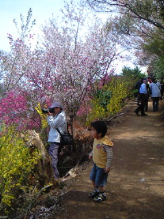 お久しぶりです。。桜 (*^v^*)その1