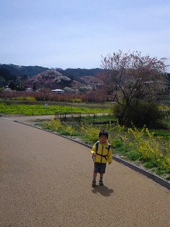 お久しぶりです。。桜 (*^v^*)その1