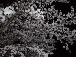 夜桜散歩　