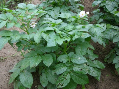 野菜作り