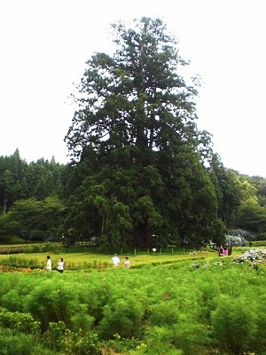 杉沢の大スギ
