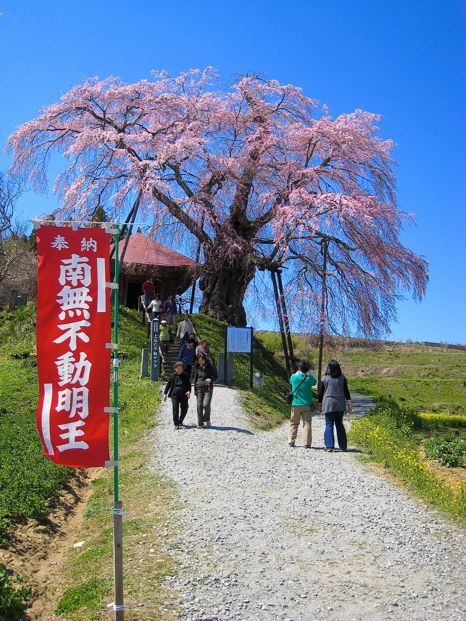 バイクで花見(不動ザクラ)