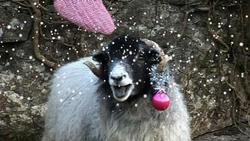 羊が歌うクリスマス・ソング