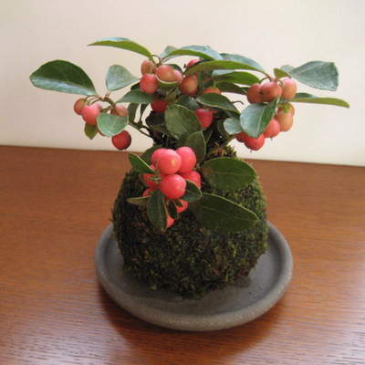 苔玉・盆栽。