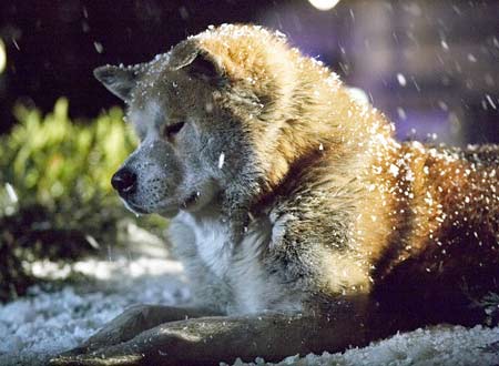 HACHI約束の犬は八月公開です