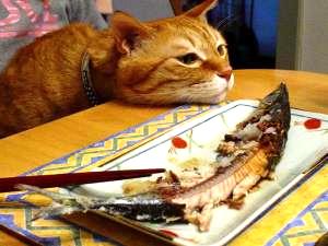 おあずけ猫