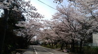 満開の桜。。♪