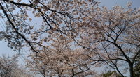 満開の桜。。♪