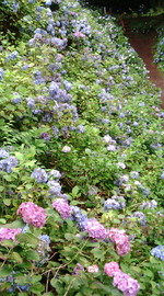 クラノ華フェ。。♪