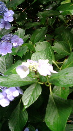 クラノ華フェ。。♪