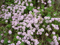 open garden*:..。o○♪*゚¨゚゚・*:..。