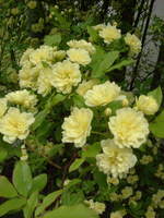 open garden*:..。o○♪*゚¨゚゚・*:..。