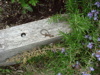 open garden*:..。o○♪*゚¨゚゚・*:..。
