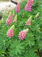 open garden*:..。o○♪*゚¨゚゚・*:..。