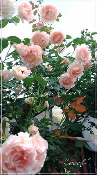 rose garden~♪