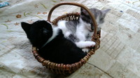 ねこかご~&明日のお知らせ~♪