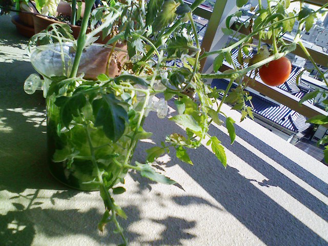 トマトの水栽培